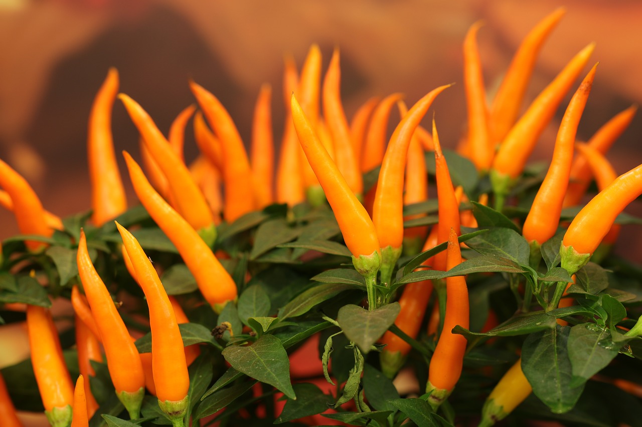 Best Tips for Growing Peppers in Your Garden